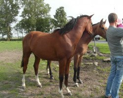 stallion Cevin (Holsteiner, 2014, from Clarcon)