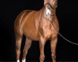 Dressurpferd Pan Tau 90 (Bayer, 2001, von Pik Labionics)