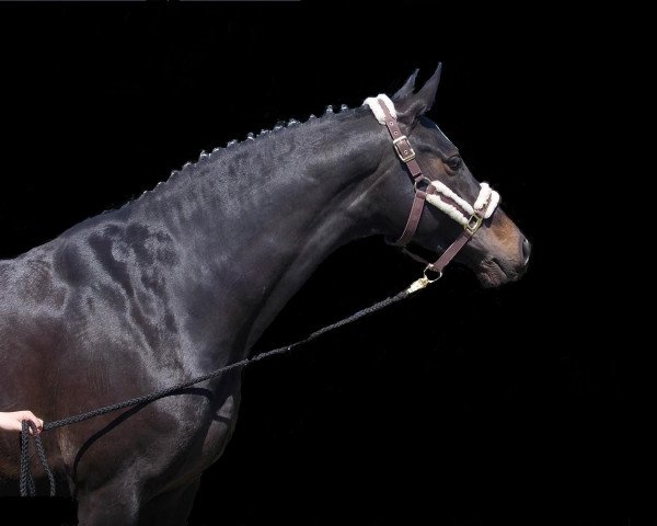 Dressurpferd Wild Princess (Holsteiner, 2006, von Lucky Champ)