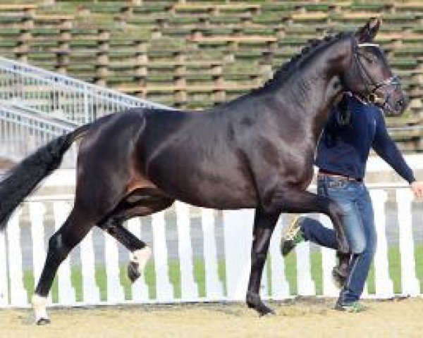stallion Fully Fashioned (Oldenburg, 2011, from Fürst Romancier)