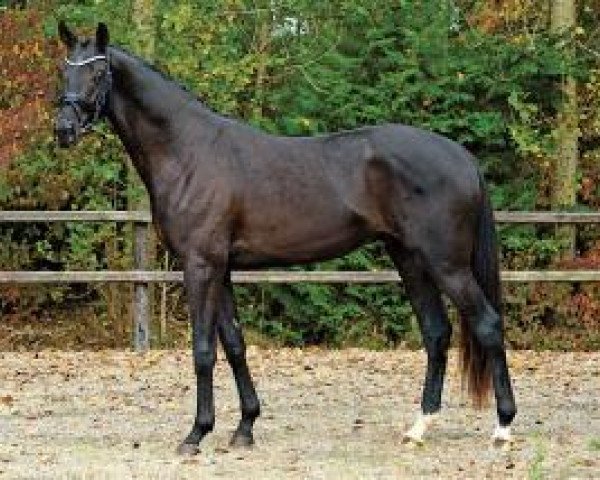 horse Tampere (Danish Warmblood, 2011, from Tailormade Temptation)