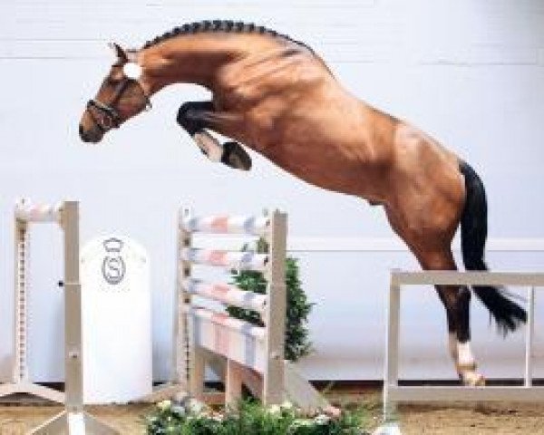 horse Straight flush (Oldenburg, 2011, from Straviaty)