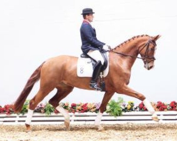 Pferd Farah Diba WS (Oldenburger, 2009, von Sir Donnerhall I)