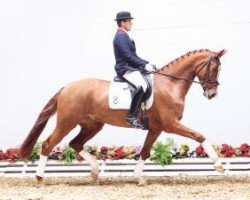dressage horse Farah Diba WS (Oldenburg, 2009, from Sir Donnerhall I)