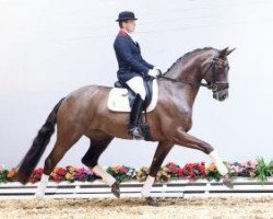 horse Doruto Style (Oldenburg, 2010, from Dalhems Diomedes)