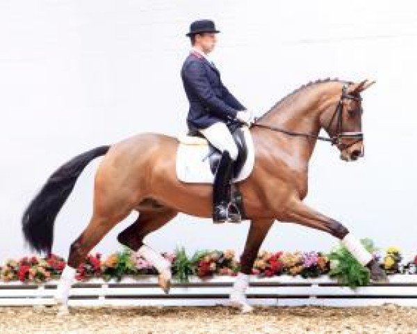 Dressurpferd Carry's Crown S (Oldenburger, 2009, von Carry Gold)