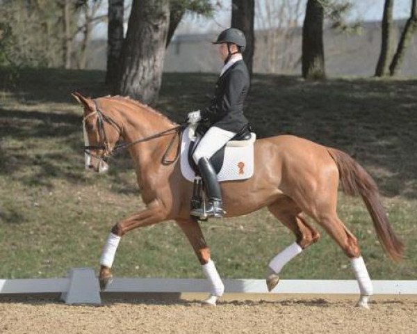 Dressurpferd Quarzin (Deutsches Sportpferd, 2010, von Quaterback)