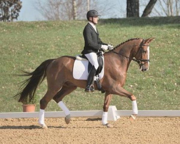 dressage horse Valentino (Bavarian, 2009, from Don Diamond)