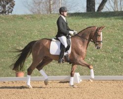 Dressurpferd Valentino (Bayer, 2009, von Don Diamond)