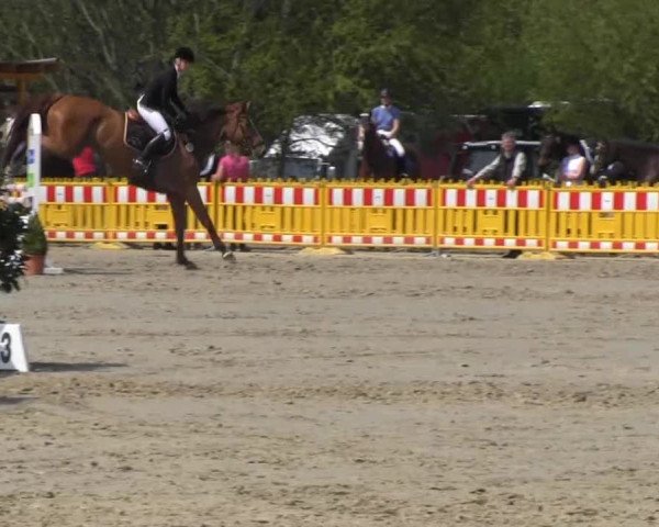 Reit- und Springturnier des ZRuF Kamen 2013,
Samstag 04.05.2013, 3 KM-Spring-LP Kl.A**
