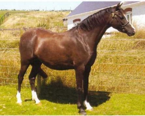Zuchtstute Cadlanvalley Picture (Welsh Pony (Sek.B), 1999, von Millcroft Copper Lustre) Zuchtstute Cadlanvalley Picture (Welsh Pony (Sek.B), 1999, von Millcroft Copper Lustre)