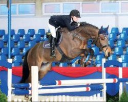jumper Calverston (Oldenburg show jumper, 2007, from Calvaro Z)