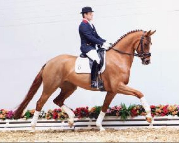 Dressurpferd Quirina 28 (Oldenburger, 2010, von Quaterback)