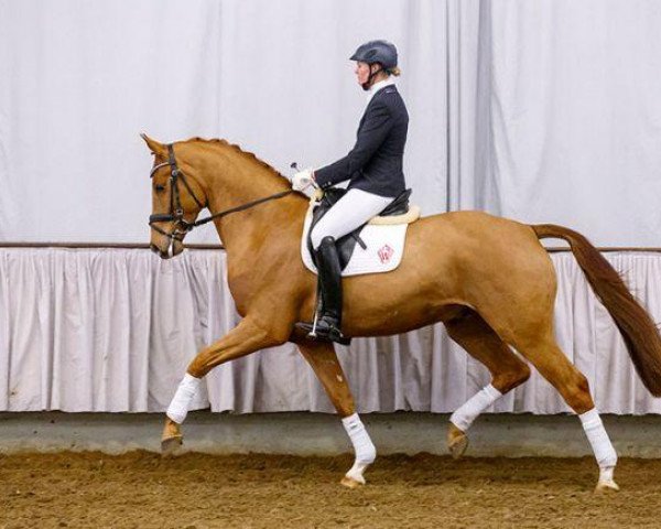 Pferd Finley (Westfale, 2010, von Fürst Frederik)