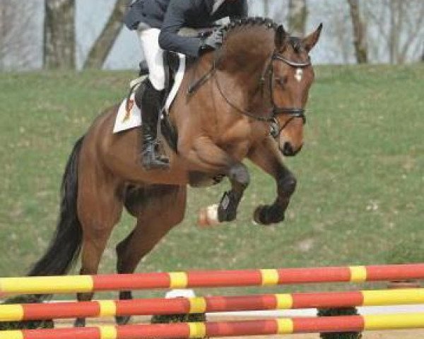 horse Longines (German Sport Horse, 2009, from Lagazoui)