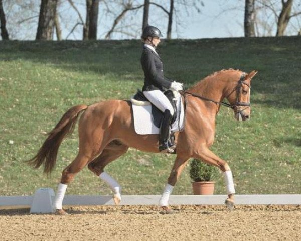 dressage horse Lesotho Promise (Bavarian, 2009, from Locksley III)