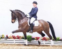broodmare Sandro Rubina (Oldenburg, 2006, from Sandro Hit)
