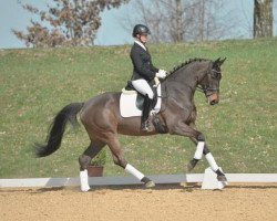 dressage horse Halina 43 (Württemberger, 2008, from Hotline)