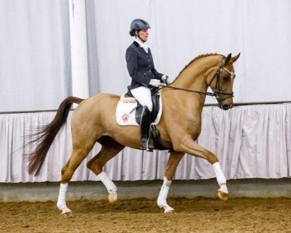 Pferd Beck's Gold (Westfale, 2009, von Beltoni)