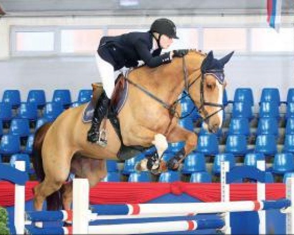 jumper Bacardi W (Oldenburg show jumper, 2008, from Baloubet du Rouet)