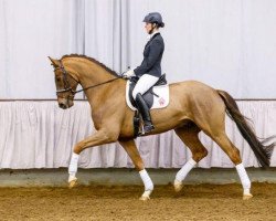 dressage horse Feiner Kerl 81 (Westphalian, 2009, from Fürst Piccolo)