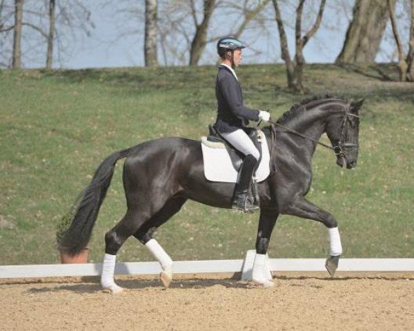 Dressurpferd Falcao K (Württemberger, 2010, von First Dance)