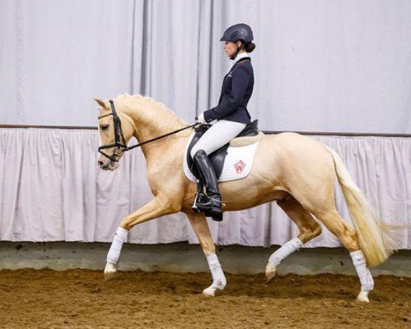 Springpferd Colour Me (Deutsches Reitpony, 2011, von Top Carlos Cassini)