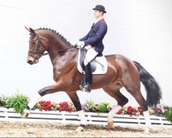 broodmare Utika 3 (Oldenburg, 2009, from Florestan I)