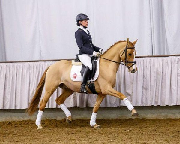 dressage horse Baumann's Dior (German Riding Pony, 2010, from FS Daddy Cool)