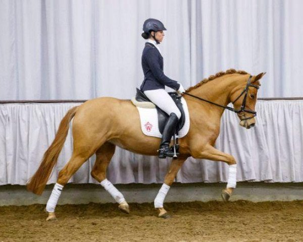 dressage horse Girls Dream B (German Riding Pony, 2010, from HET Golden Dream)