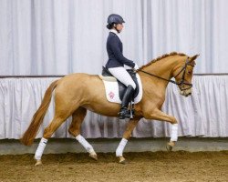 dressage horse Girls Dream B (German Riding Pony, 2010, from HET Golden Dream)