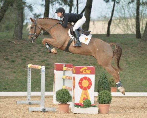 jumper Cullinan (Bavarian, 2008, from Conte Cristo)