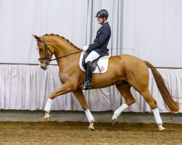 dressage horse Don Miguel (Westphalian, 2010, from De Niro)