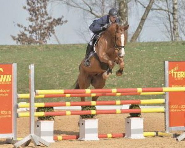 jumper Coral (German Sport Horse, 2009, from Coeur de Caramel)