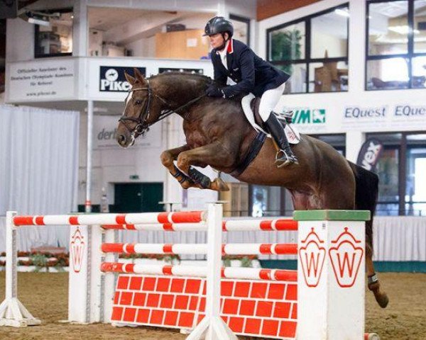jumper Checker 49 (Westphalian, 2009, from Chin Quin)
