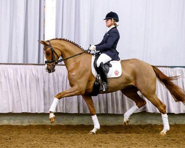 broodmare Quantanamera (Westphalian, 2009, from Quaterback)