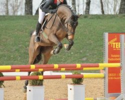 broodmare Chapita 5 (German Sport Horse, 2010, from Chap 47)