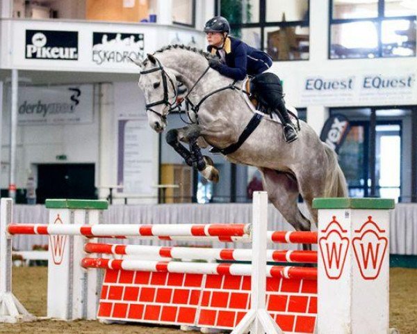 Springpferd Contador 46 (Westfale, 2010, von Congress)