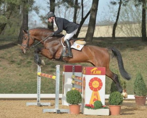 horse Calcit (German Sport Horse, 2010, from Casdorff)