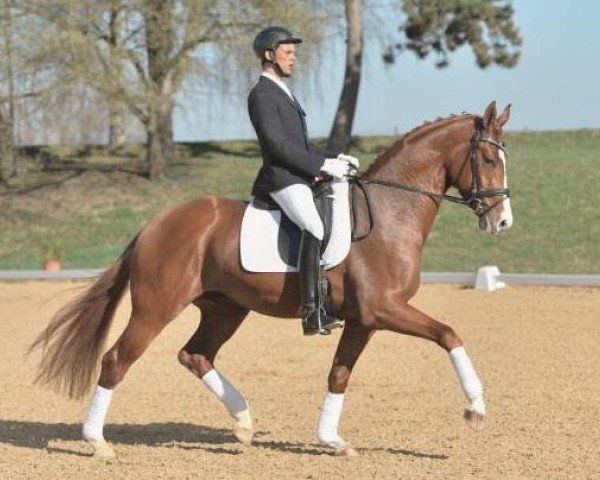dressage horse Bulgari 16 (Bavarian, 2011, from Balesteros)