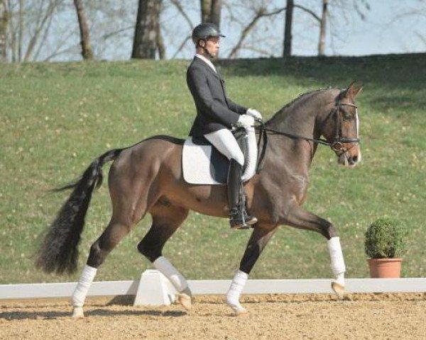 dressage horse Bergkristall (Bavarian, 2010, from Boston) dressage horse Bergkristall (Bavarian, 2010, from Boston)