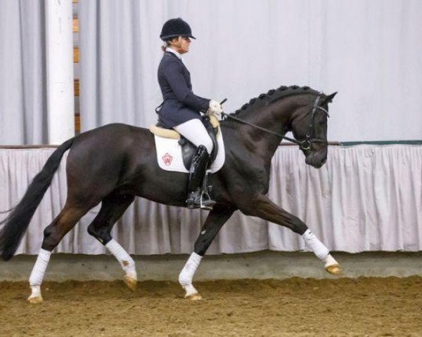 horse Silencio (Westphalian, 2011, from Silbermond)