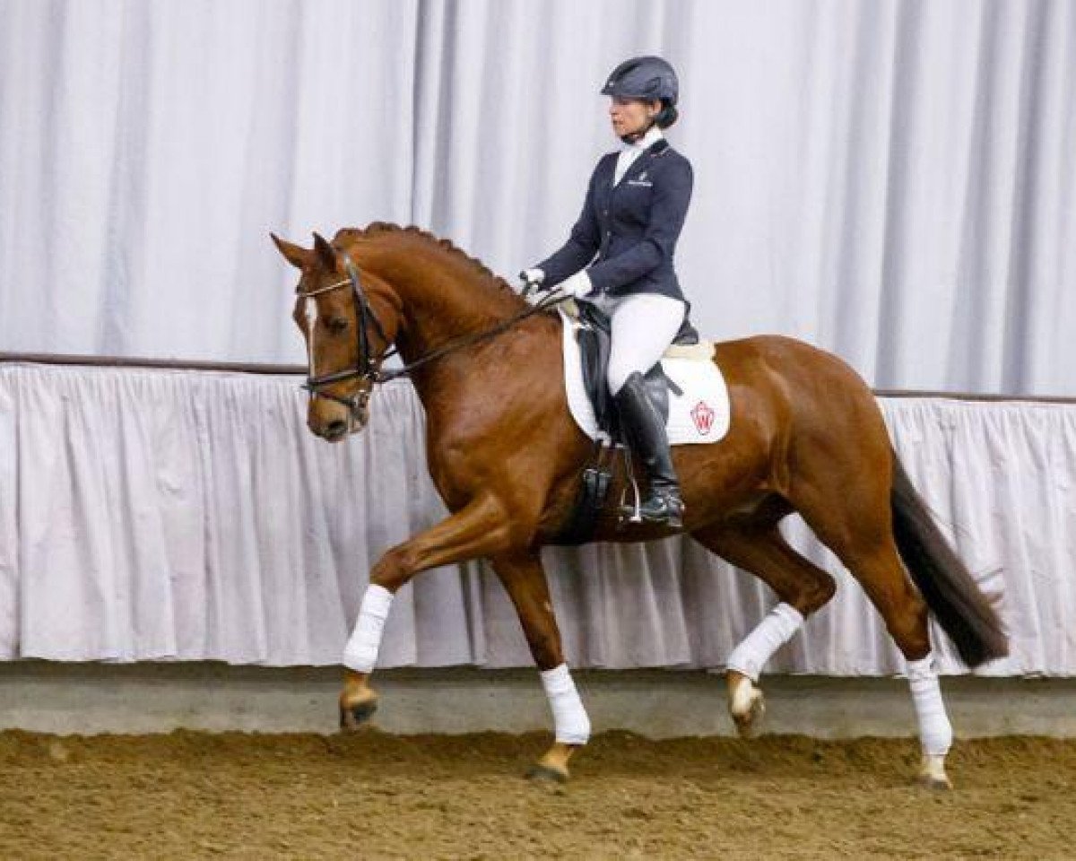 Dressurpferd Diwero (Westfale, 2010, von Damon Hill)