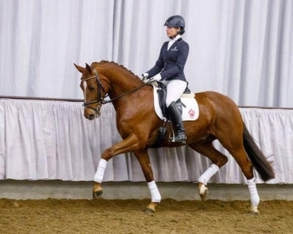 Dressurpferd Diwero (Westfale, 2010, von Damon Hill)