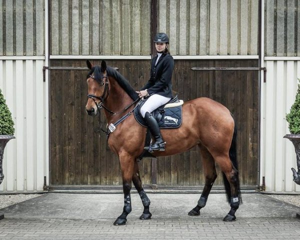 broodmare Sibirian Summer (Westphalian, 2005, from Sibirian Express)