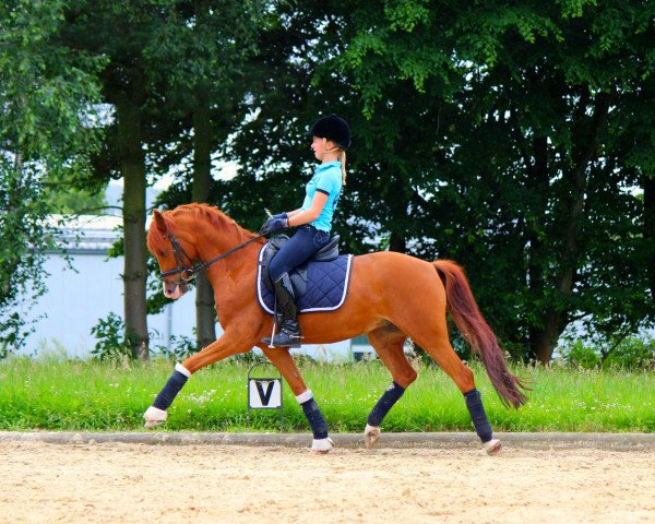 Dressurpferd Top Gismo (Deutsches Reitpony, 2006, von Top Grissue) Dressurpferd Top Gismo (Deutsches Reitpony, 2006, von Top Grissue)