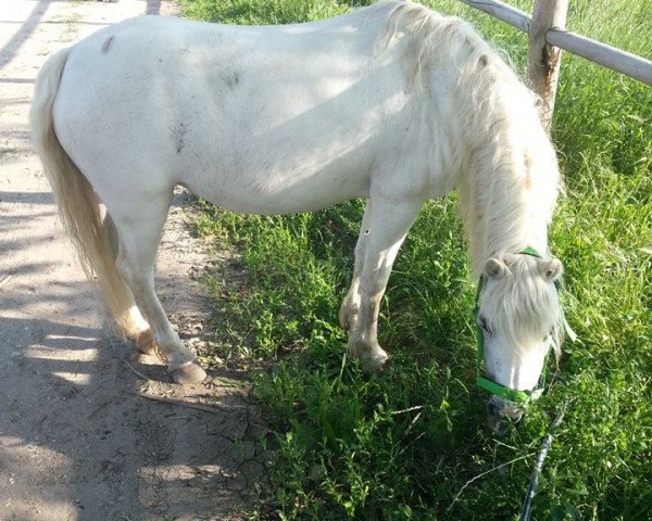 Pferd Schneewittchen (Shetland Pony, 1996)
