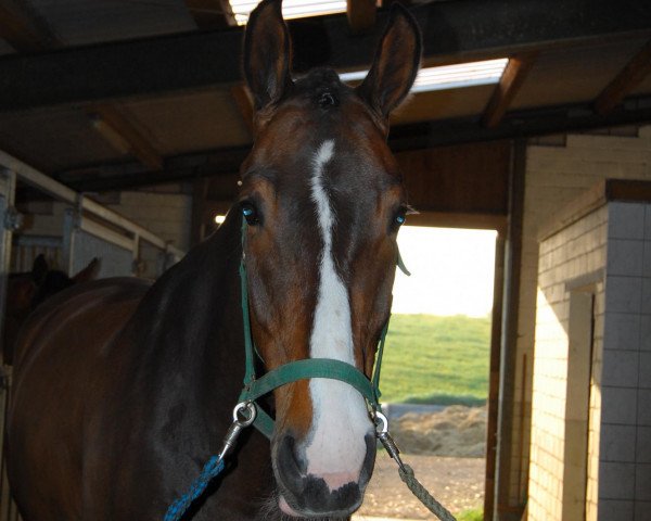 horse Cabaliero C (Holsteiner, 2003, from Claudio's Son)