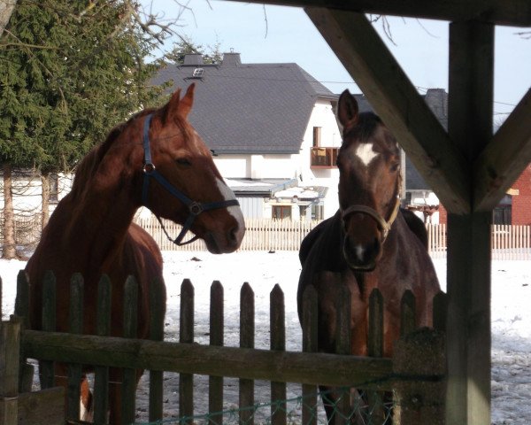 Zuchtstute Santana (Oldenburger, 2001, von Santander H)