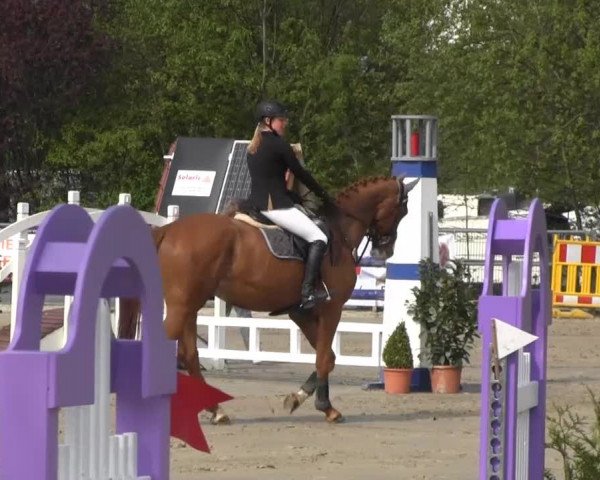 Reit- und Springturnier des ZRuF Kamen 2013, Freitag 03.05.2013, 35/2 Springpferde-LP Kl. A** - 5-6 Jährige, LK 3-6